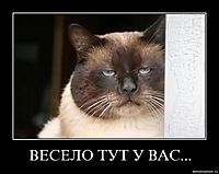 ВЕСЕЛО ТУТ У ВАС... 