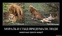 МОРАЛЬ И СТЫД ПРИДУМАЛИ ЛЮДИ животные просто живут!