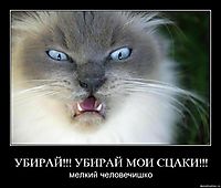 УБИРАЙ!!! УБИРАЙ МОИ СЦАКИ!!! мелкий человечишко
