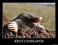КРОТЭ ШИКАРЕН 