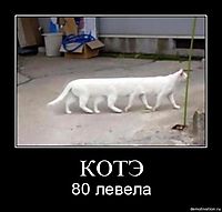 КОТЭ 80 левела