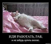 ИДИ РАБОТАТЬ, РАБ. и не забудь купить вискас.