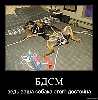 БДСМ ведь ваша собака этого достойна