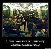 Орлы охотятся в одиночку, а бараны пасутся стадом!