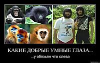 КАКИЕ ДОБРЫЕ УМНЫЕ ГЛАЗА... ...у обязьян что слева