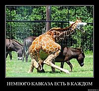 НЕМНОГО КАВКАЗА ЕСТЬ В КАЖДОМ 