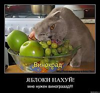 ЯБЛОКИ НАХУЙ! мне нужен винограаад!!!