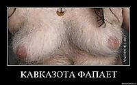 КАВКАЗОТА ФАПАЕТ 