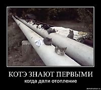 КОТЭ ЗНАЮТ ПЕРВЫМИ