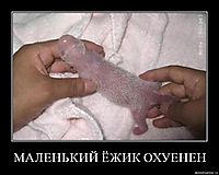 МАЛЕНЬКИЙ ЁЖИК ОХУЕНЕН 