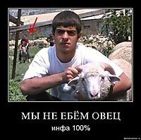 МЫ НЕ ЕБЁМ ОВЕЦ инфа 100%