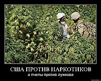США ПРОТИВ НАРКОТИКОВ а пчелы против лужкова