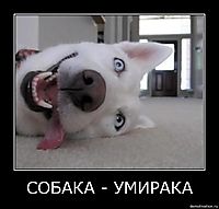 СОБАКА - УМИРАКА 