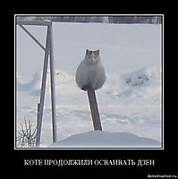 КОТЕ ПРОДОЛЖИЛИ ОСВАИВАТЬ ДЗЕН 