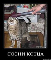 СОСНИ КОТЦА 