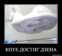 КОТЕ ДОСТИГ ДЗЕНА 