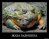 ЖАБА ЗАДУШИЛА 