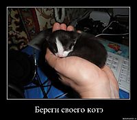 Береги своего котэ 