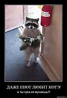 ДАЖЕ ЕНОТ ЛЮБИТ КОТЭ! а ты сука их мучаешь!!!