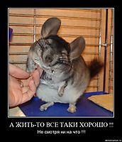 А ЖИТЬ-ТО ВСЕ ТАКИ ХОРОШО !!! Не смотря ни на что !!!