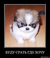 БУДУ СРАТЬ ГДЕ ХОЧУ 