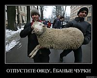 ОТПУСТИТЕ ОВЦУ, ЁБАНЫЕ ЧУРКИ 