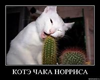 КОТЭ ЧАКА НОРРИСА