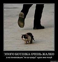ЭТОГО КОТЕНКА ОЧЕНЬ ЖАЛКО а на понаехавших "из-за нужды" чурок мне похуй