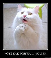 КОТЭ КАК ВСЕГДА ШИКАРЕН! 