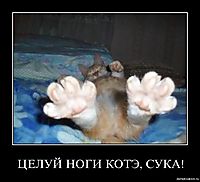 ЦЕЛУЙ НОГИ КОТЭ, СУКА! 