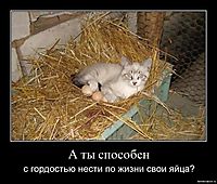 А ты способен с гордостью нести по жизни свои яйца?