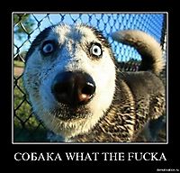 СОБАКА WHAT THE FUCKA 