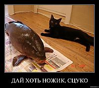 ДАЙ ХОТЬ НОЖИК, СЦУКО 