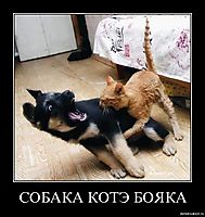СОБАКА КОТЭ БОЯКА 