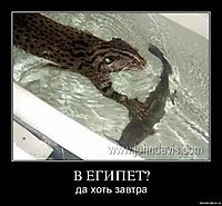 В ЕГИПЕТ? да хоть завтра