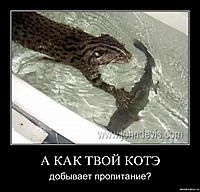 А КАК ТВОЙ КОТЭ добывает пропитание?