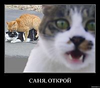 САНЯ, ОТКРОЙ 