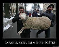 БАРАНЫ, КУДА ВЫ МЕНЯ НЕСЁТЕ? 