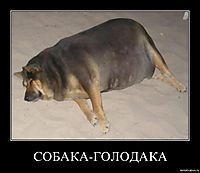 СОБАКА-ГОЛОДАКА 