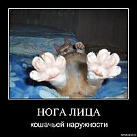НОГА ЛИЦА кошачьей наружности