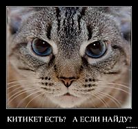 КИТИКЕТ ЕСТЬ?    А ЕСЛИ НАЙДУ? 