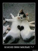 КАКИЕ ОНИ МИЛЫЕ ^-^ 