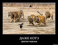 ДАЖЕ КОТЭ против черных