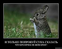 И ТОЛЬКО ПОПРОБУЙ СУКА СКАЗАТЬ ЧТО КРОЛИЧЕК НЕ ШИКАРЕН!!!