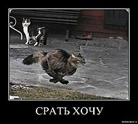 СРАТЬ ХОЧУ 