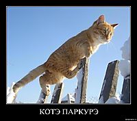 КОТЭ ПАРКУРЭ 