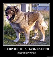 В ЕВРОПЕ ОНА НАЗЫВАЕТСЯ русской овчаркой!