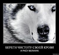 БЕРЕГИ ЧИСТОТУ СВОЕЙ КРОВИ И РАСУ ВЕЛИКИХ