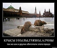 КРЫСЫ УНЫЛЫ,ГРЯЗНЫ,АЛЧНЫ так же как и другие обитатели этого города