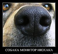 СОБАКА МОНИТОР НЮХАКА